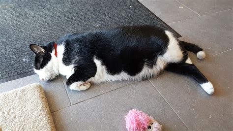 The Fattest Cat At The Shelter I Volunteer Delightfullychubby