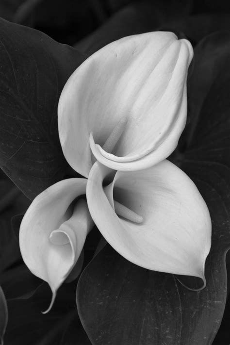 Pin By Lynn Heney On Calla Lily Black And White Flowers Flowers