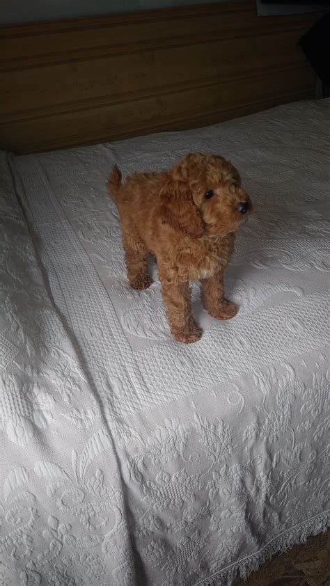 Find goldendoodle puppies for sale on pets4you.com. Janelle - a miniature Goldendoodle puppy for sale in ...