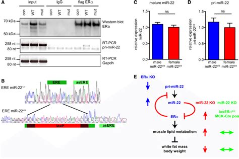 era directly binds to pri mir 22 download scientific diagram