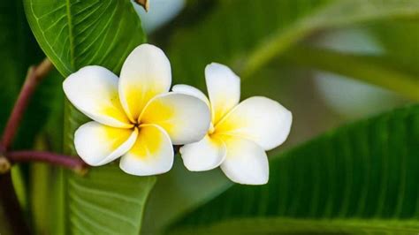44 Gambar Bunga Kamboja Tercantik Di Dunia Jaman Now Informasi