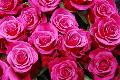 Flores Rosas Bouquet · Foto Gratis En Pixabay