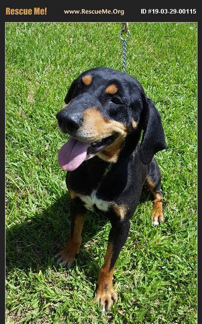 Adopt 19032900115 ~ Black And Tan Coonhound Rescue ~ Monroe La
