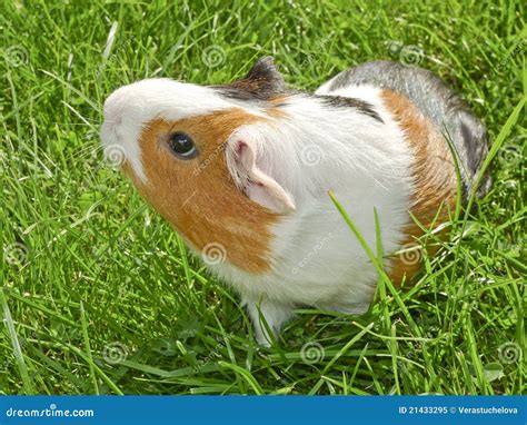 Guinea Pig Outdoor Royalty Free Stock Photo Image 21433295