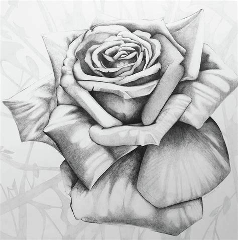 Pencil Shading Rose Pencil Drawing Images Lrjourneay