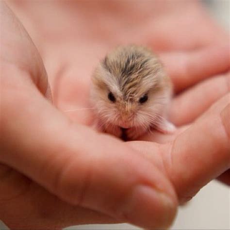Information About Winter White Dwarf Hamster Care And Facts Cute