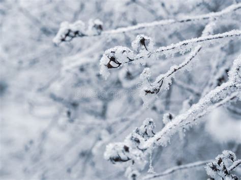 Frozen Branches Of Tree In Winter Background Stock Photo Image Of