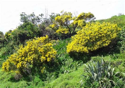 Conce El Cytissus Maderensis Un Arbusto Muy Resistente Jardineria On