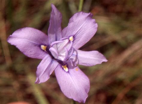Moraea Natalensis Baker World Flora Plntnet Identify