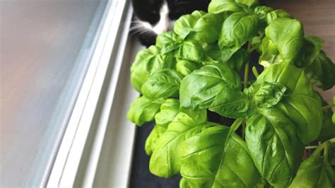 How To Keep A Basil Plant Alive Indoors