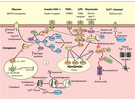 Anabolic And Catabolic Signalling In Human Skeletal Muscle Cell Pten