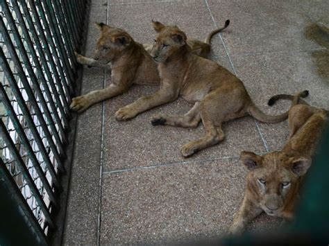 Pakistan Des Lions Proposés Aux Enchères Par Un Zoo Sciences Et Avenir