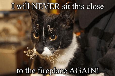 dont care  cold   lolcats lol cat memes funny cats funny cat pictures