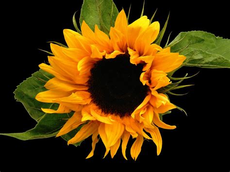 Sunflower Black Photo Files Free Photo Download Freeimages