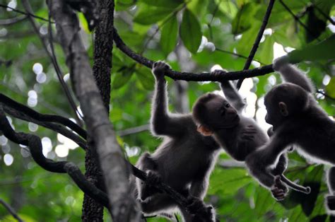 Play Linked To Sluggish Growth In Infant Monkeys But Should Humans Worry
