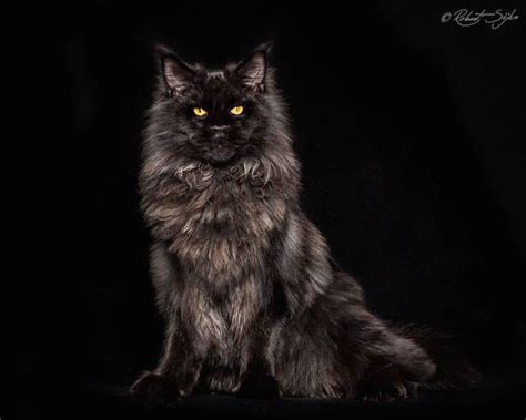 Beauty Of One Of The Worlds Largest Domestic Cat Breeds