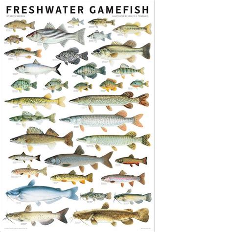 Freshwater Gamefish Of North America Poster Scott And Nix