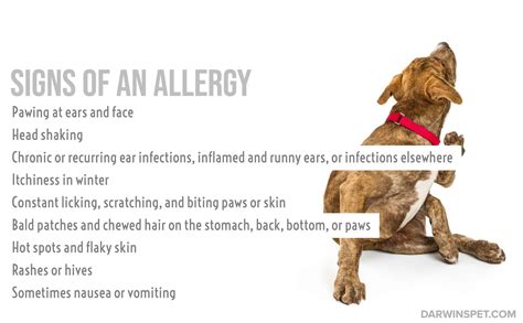 Signs Your Dog Has Food Allergies Dogs Naturally Atelier Yuwaciaojp