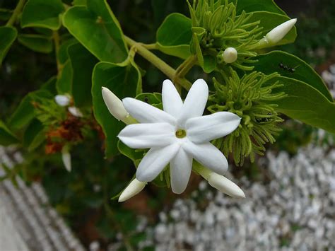 14 Types Of Jasmine Flowers 2 And 5 Smell The Best