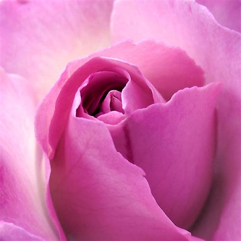 Dark Pink Rosebud Photograph By Kieoh Abc Photography Fine Art America