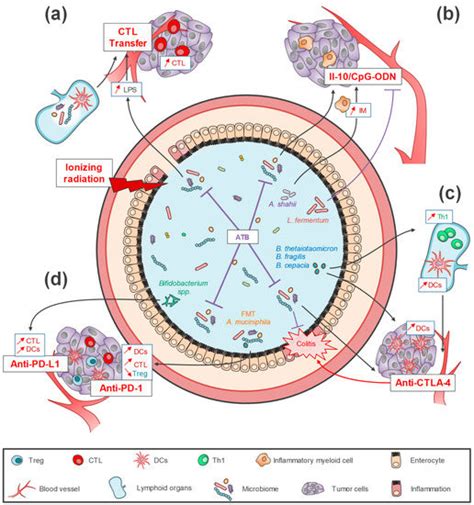 Ijms Special Issue The Role Of The Dysbiotic Microbiota In Cancer
