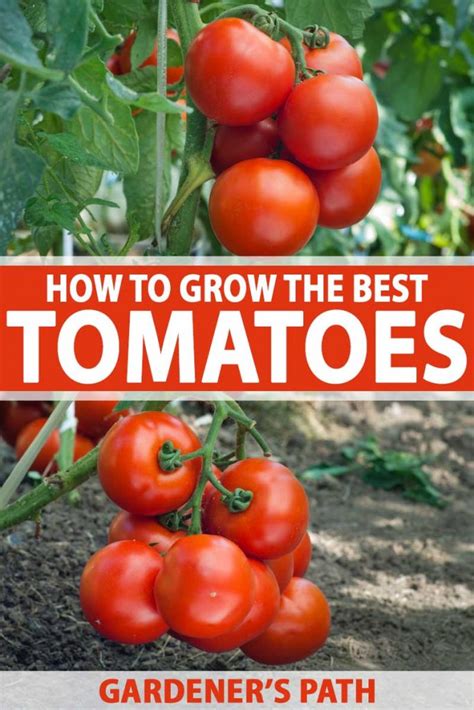 Learn How To Grow The Best Tomatoes Gardeners Path