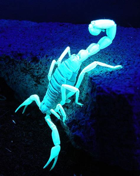 264 Best Scorpions Images On Pinterest Insects Reptiles And Scorpio