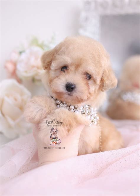 Apricot Poodle Puppies Teacup Puppies And Boutique Poodle Puppy