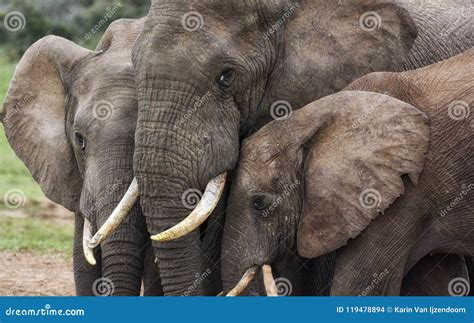 Three Elephants Of Different Ages Drinking At A Water Hole View From