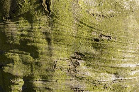 Beech Tree Bark In Close Up Stock Image Image Of Background