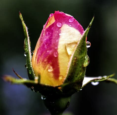 All 92 Images Dew Drops On A Rose Petal Latest