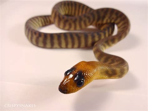 Woma Python Baby Little Panda Face Reptiles And Amphibians