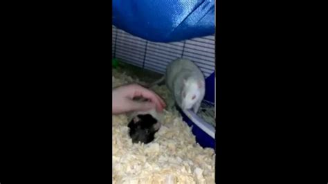 Best Rat Eye Boggle Ever Happy Rattie Spotspot Youtube