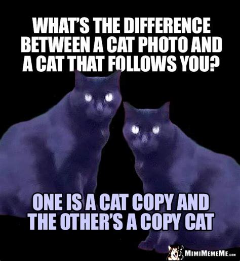Cat Riddle Whats The Difference Between A Cat Photo And A Cat That