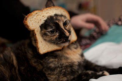 Here is why you shouldn't feed your cat with chips. Can Cats Eat Bread? - Tuxedo Cat