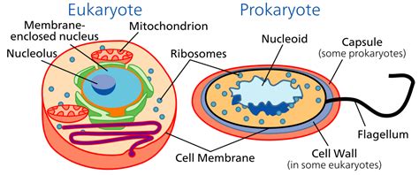 Prokaryotic Cell Structure A Visual Guide Owlcation