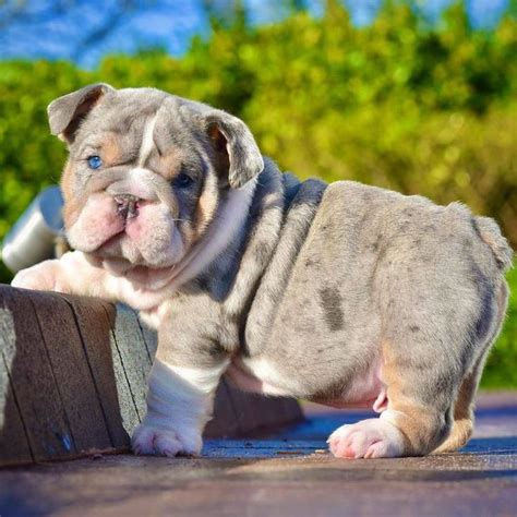 Gorgeous Blue Eyes Merle English Bulldog Puppies Available Cute