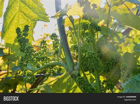 Young Grapevine Image And Photo Free Trial Bigstock