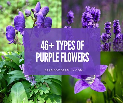 Types Of Purple Flowers With Petals Best Flower Site