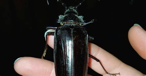 Giant Flying Beetles Looking For Love Terrorize Arizona