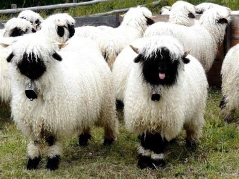 Wooloo Is Made To Look Like A Valais Blacknose Sheep Rwooloo
