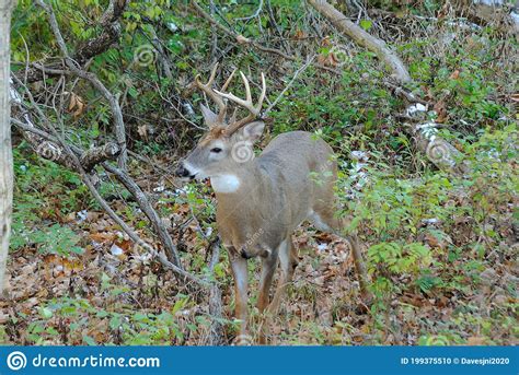 Whitetail Buck Walking In Forest Stock Photo Image Of Forest Buck