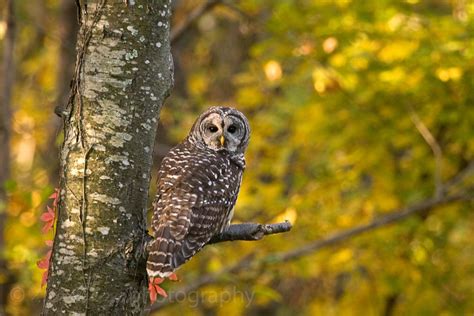 Barred Owl In Autumn Shenandoah National Park Barred Owl Owl
