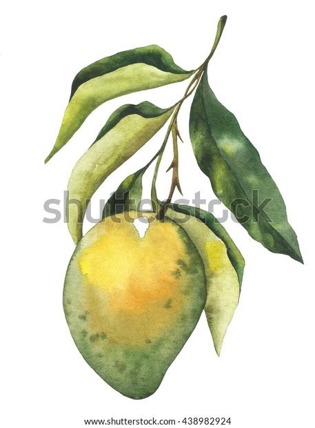 Hand Draw Watercolor Mango Leaves On Stock Photo Edit Now 438982924