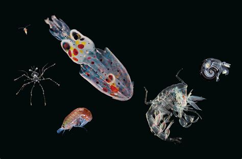 Die Faszinierende Welt Des Planktons Gmxch