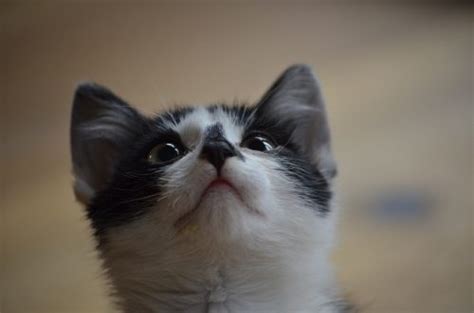 The doctor identified them as bird lice. Can Cats Get Lice? | Canna-Pet®
