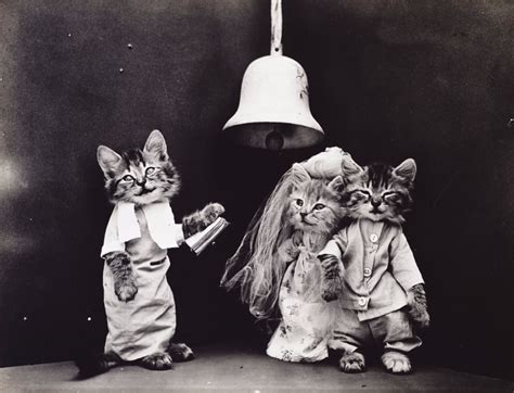 Vintage Lolcats Adorable Old Timey Photos Of Cats Dressed As People From The S Vintage