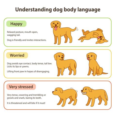 Dog Body Language Decode Cues For Fear Stress Aggression