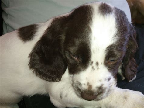 Maybe you would like to learn more about one of these? Springer Spaniel Puppies | Coalville, Leicestershire ...