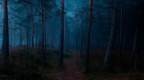 Anime Dark Forest Wallpapers Top Free Anime Dark Forest Backgrounds